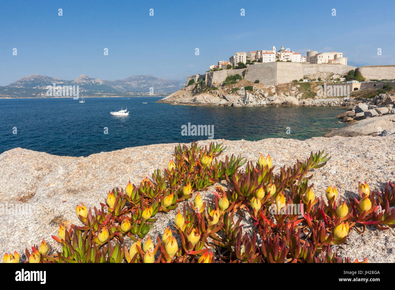 Blumen auf Felsen umrahmen die befestigte Zitadelle, umgeben durch das klare Meer, Calvi, Balagne Region, Korsika, Frankreich, mediterran Stockfoto