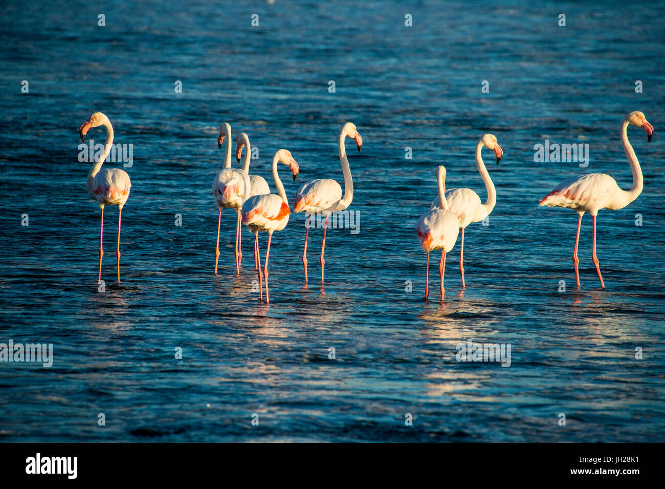 Flamingos im Wasser (Phoenicopteridae), Lüderitz, Namibia, Afrika Stockfoto