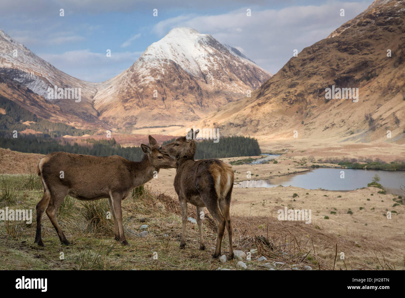 Rothirsch in Glen Etive, Glencoe, Highlands, Schottland, Vereinigtes Königreich, Europa Stockfoto