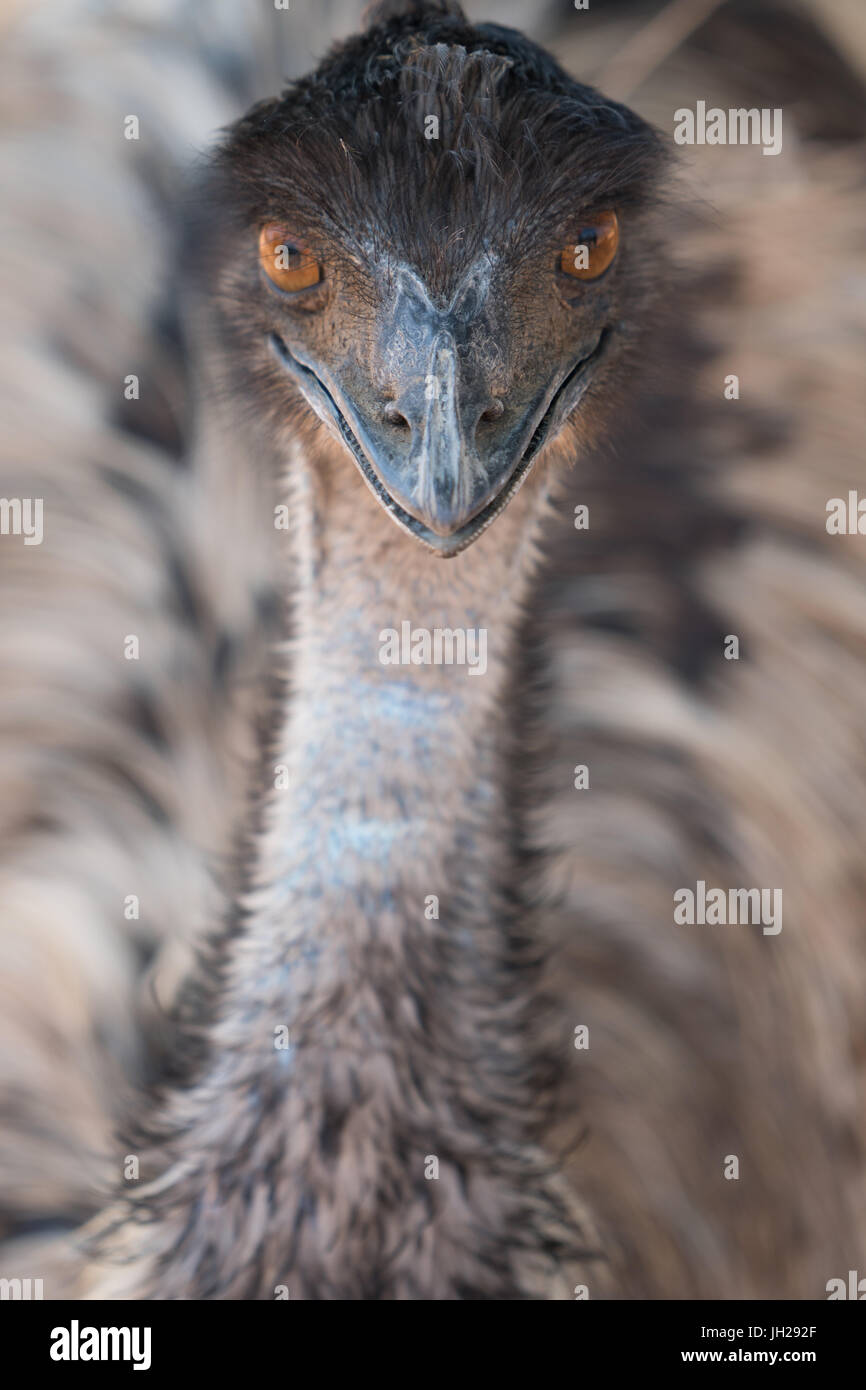 Nahaufnahme des Gesichts und des Halses von emu, Strauß-Safari-Park, Oudsthoorn, Südafrika, Afrika Stockfoto