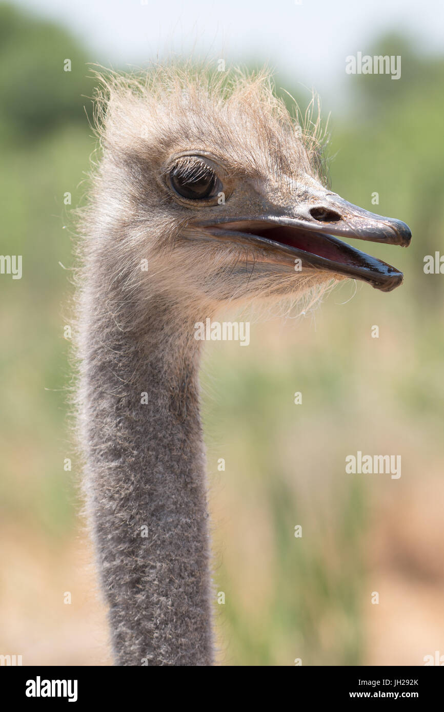 Strauß in Strauß-Safari-Park, Oudsthoorn, Südafrika, Afrika Stockfoto