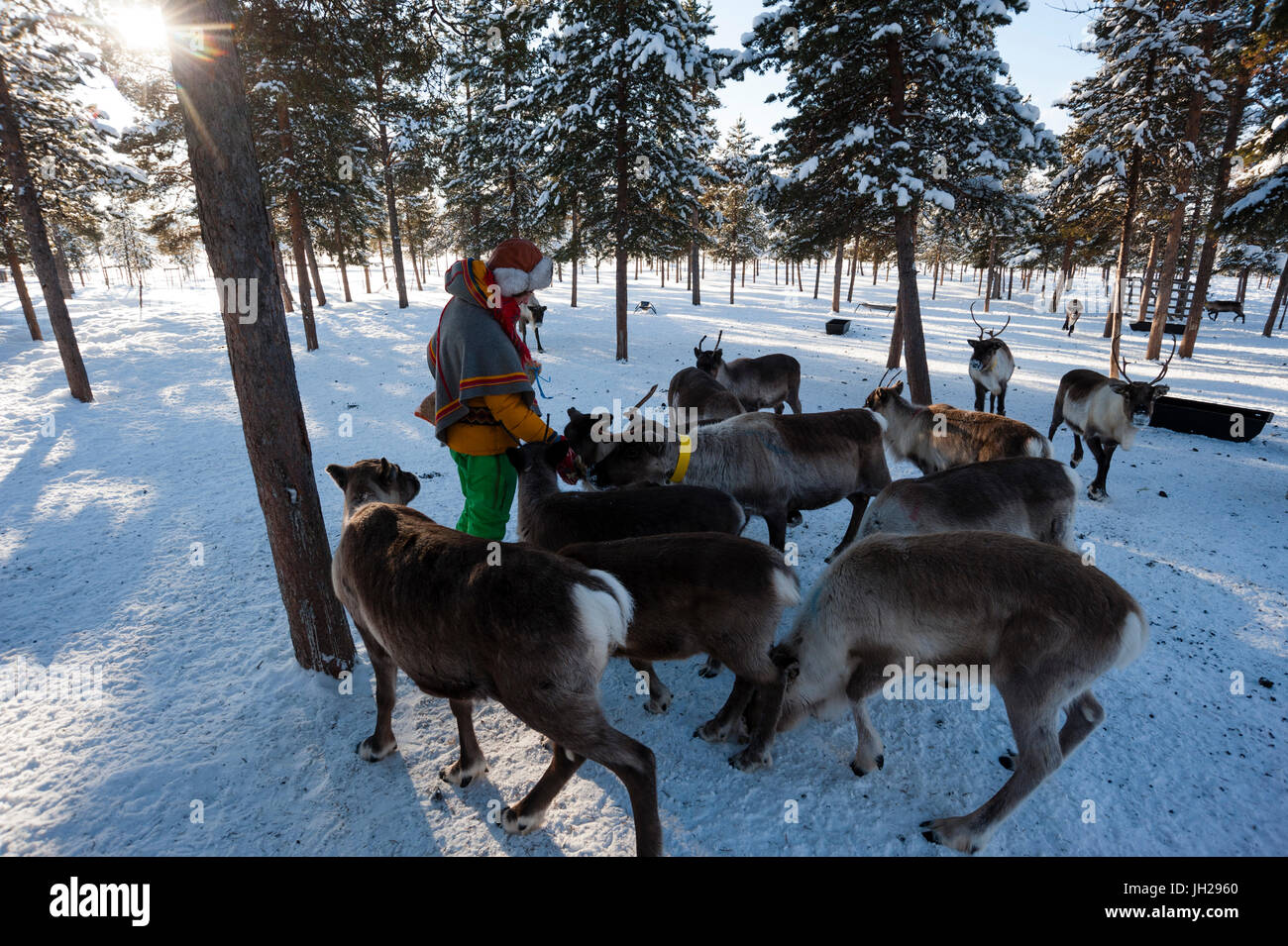 Eine junge Sami Frau Fütterung Rentiere, Nutti Sami Dorf, Jukkasjarvi, Schweden, Skandinavien, Europa Stockfoto