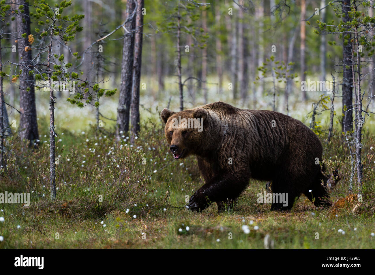 Europäischer Braunbär (Ursus Arctos) zu Fuß in den Wald, Kuhmo, Finnland, Europa Stockfoto