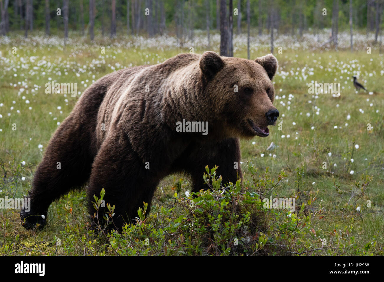 Porträt von einem europäischen Braunbären (Ursus Arctos), Kuhmo, Finnland, Europa Stockfoto