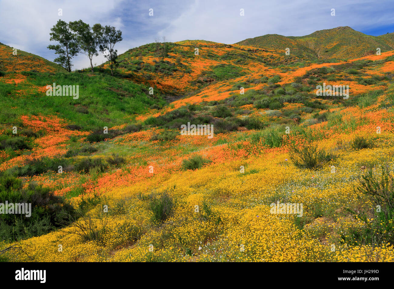 Walker Canyon, Lake Elsinore, Riverside County, California, Vereinigte Staaten von Amerika, Nordamerika Stockfoto