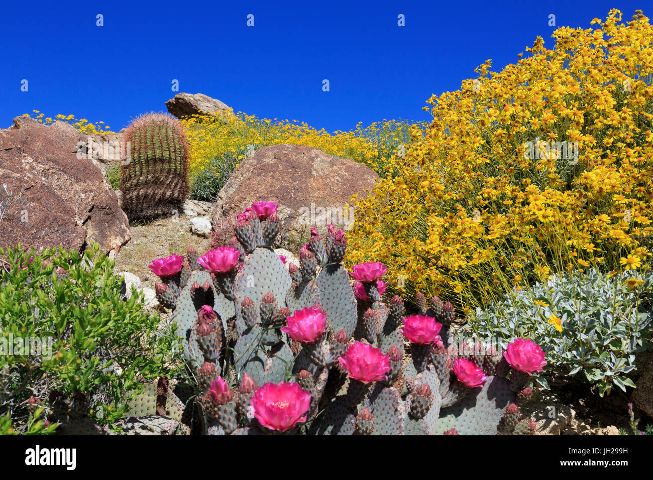 Beavertail Kaktus und Brittlebush, Anza-Borrego Desert State Park, Borrego Springs, San Diego County, Kalifornien, USA Stockfoto