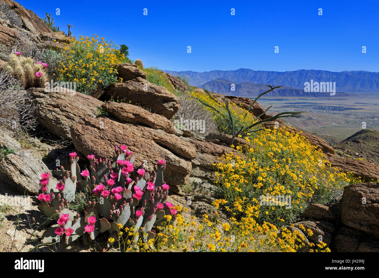 Beavertail und Brittlebush, Anza-Borrego Desert State Park, Borrego Springs, San Diego, Kalifornien, USA Stockfoto