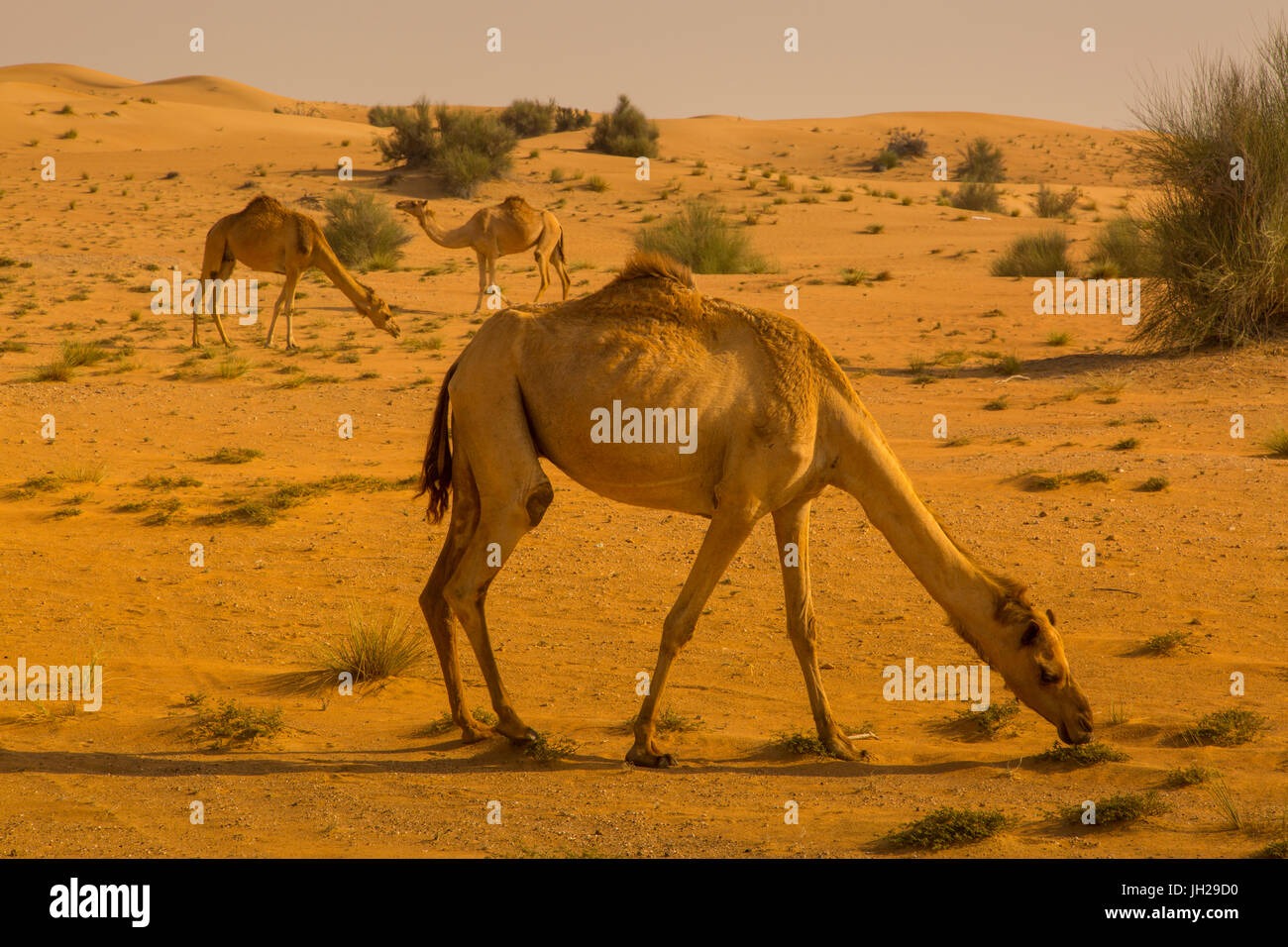Racing Kamele, aufgewachsen in Dubai Desert, Dubai, Aran Emiräte, Nahost Stockfoto