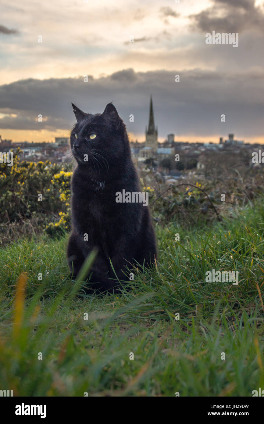 Eine schwarze Katze sitzt auf einem Hügel mit einem Stadt-Hintergrund bei Sonnenuntergang Stockfoto