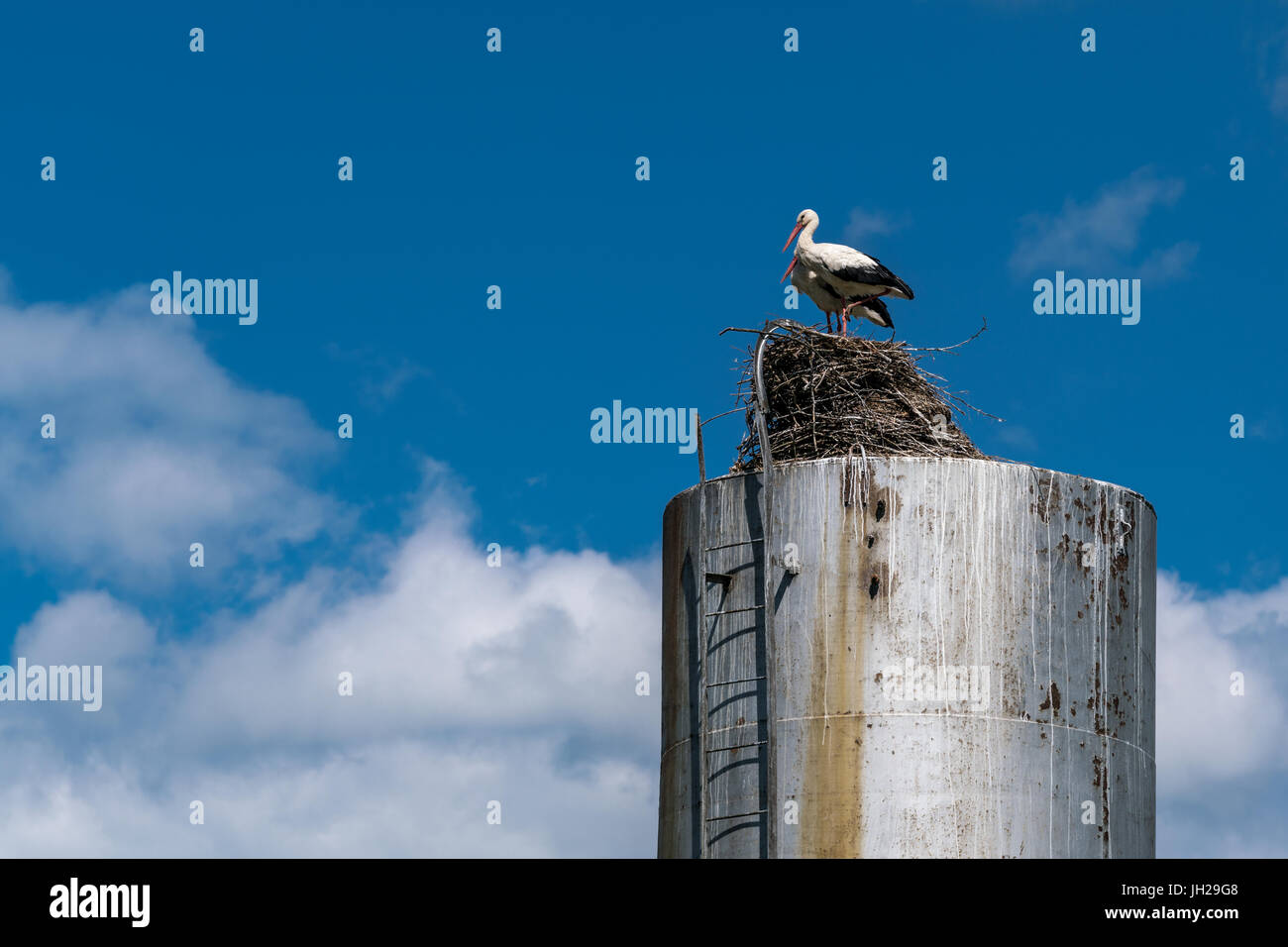 Störche im Nest auf einem Wasserturm Stockfoto