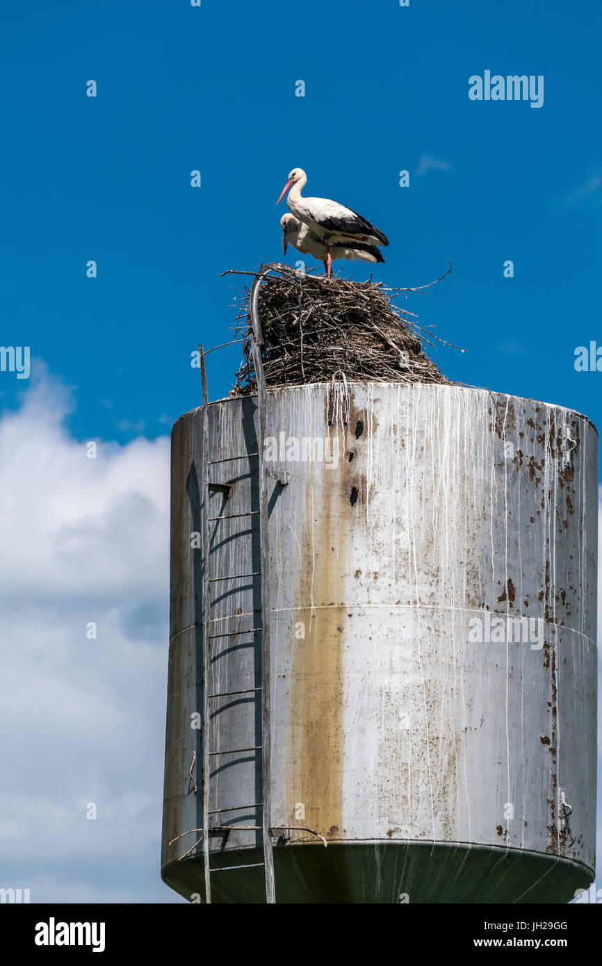 Störche im Nest auf einem Wasserturm Stockfoto