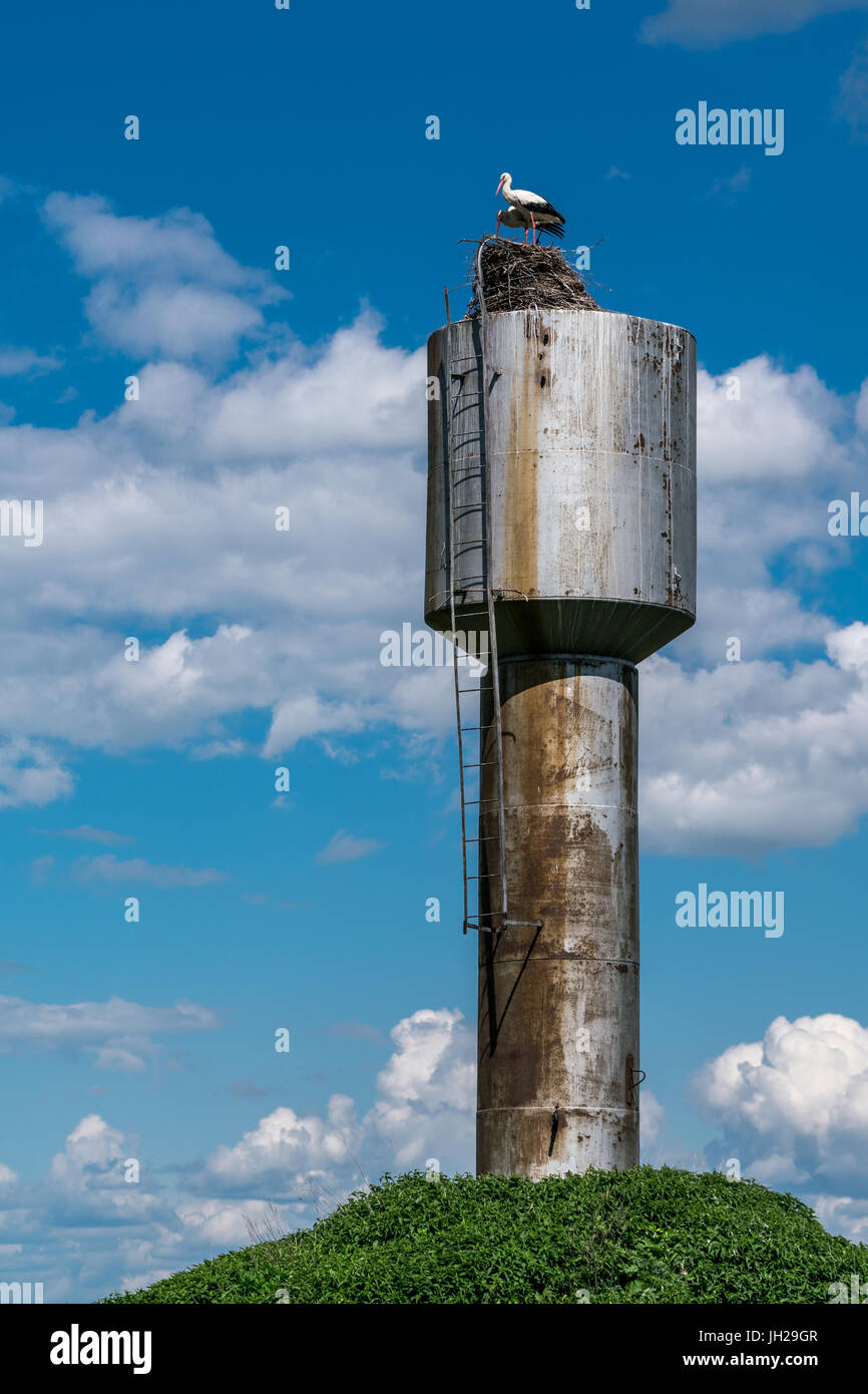 Störche im Nest auf einem Wasserturm Stockfoto