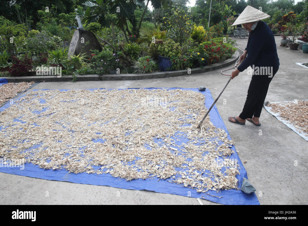 Landwirt Ernte traditionelle chinesische Medizin.  Ho-Chi-Minh-Stadt. Vietnam. Stockfoto