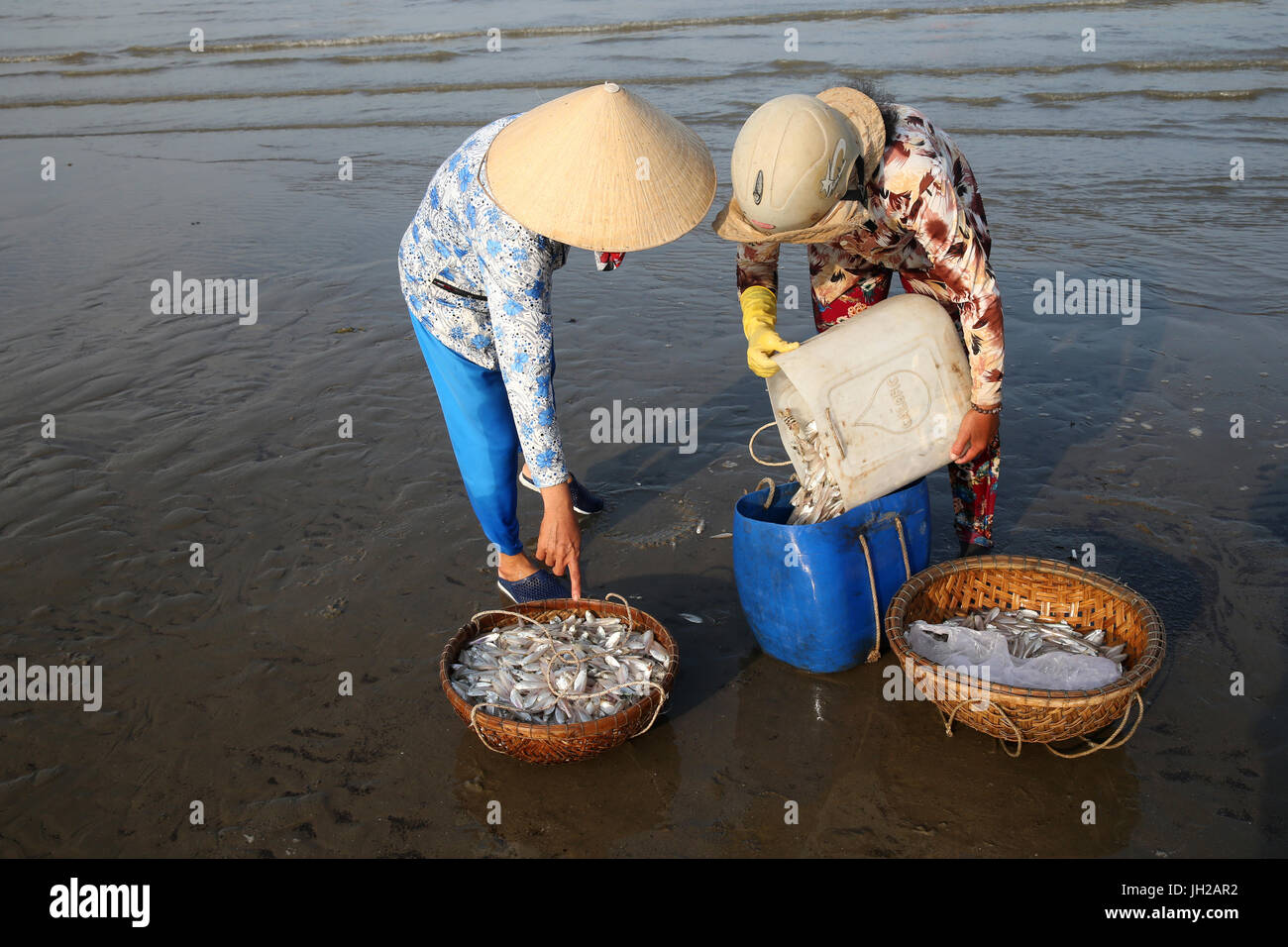 Vung Tau Strand. Frauen sortieren von Fischen zu fangen.  Vietnam. Stockfoto