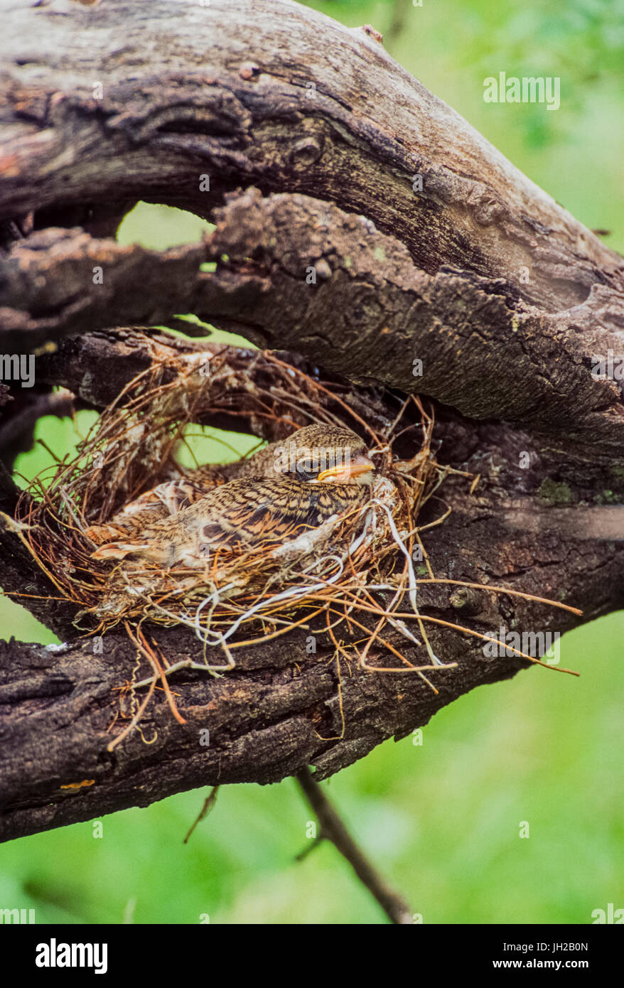 Bay-backed shrike, ((lanius Vittatus), Junge im Nest, Keoladeo Ghana National Park, Bharatpur, Rajasthan, Indien Stockfoto