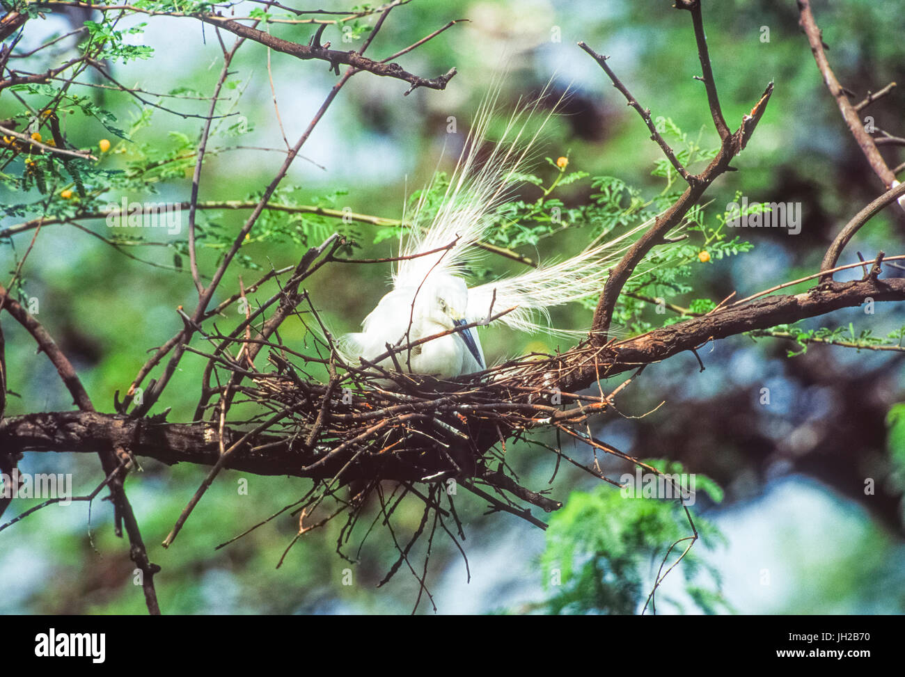 Intermediate Egret, (Ardea intermedia), anzeigen Zucht Gefieder am Nest, Keoladeo Ghana National Park, Bharatpur, Rajasthan, Indien Stockfoto