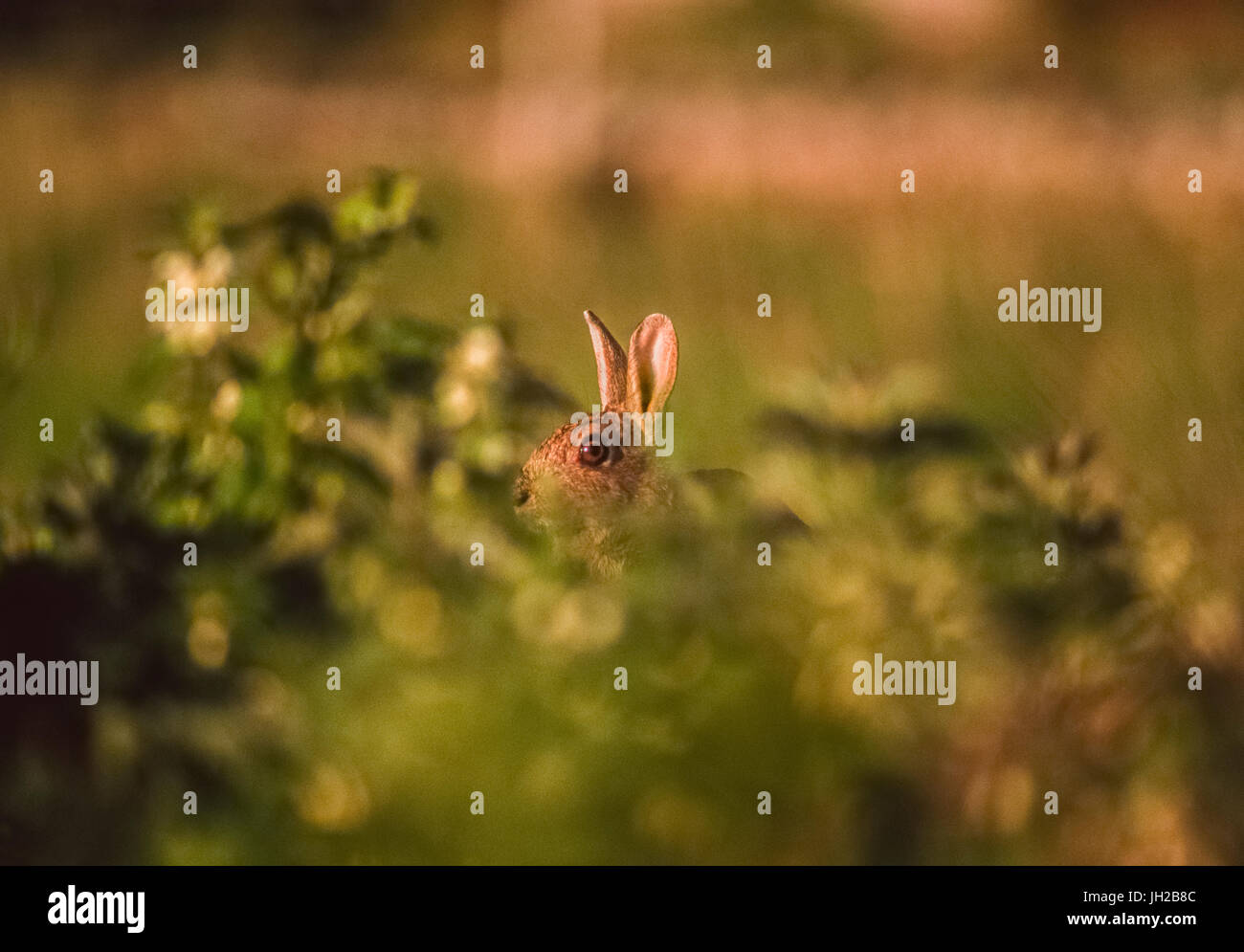 Alert Europäischen Kaninchen (Oryctolagus cuniculus) oder Coney, Uhren und hört für Raubtiere, Whitby, Yorshire, Vereinigtes Königreich Stockfoto