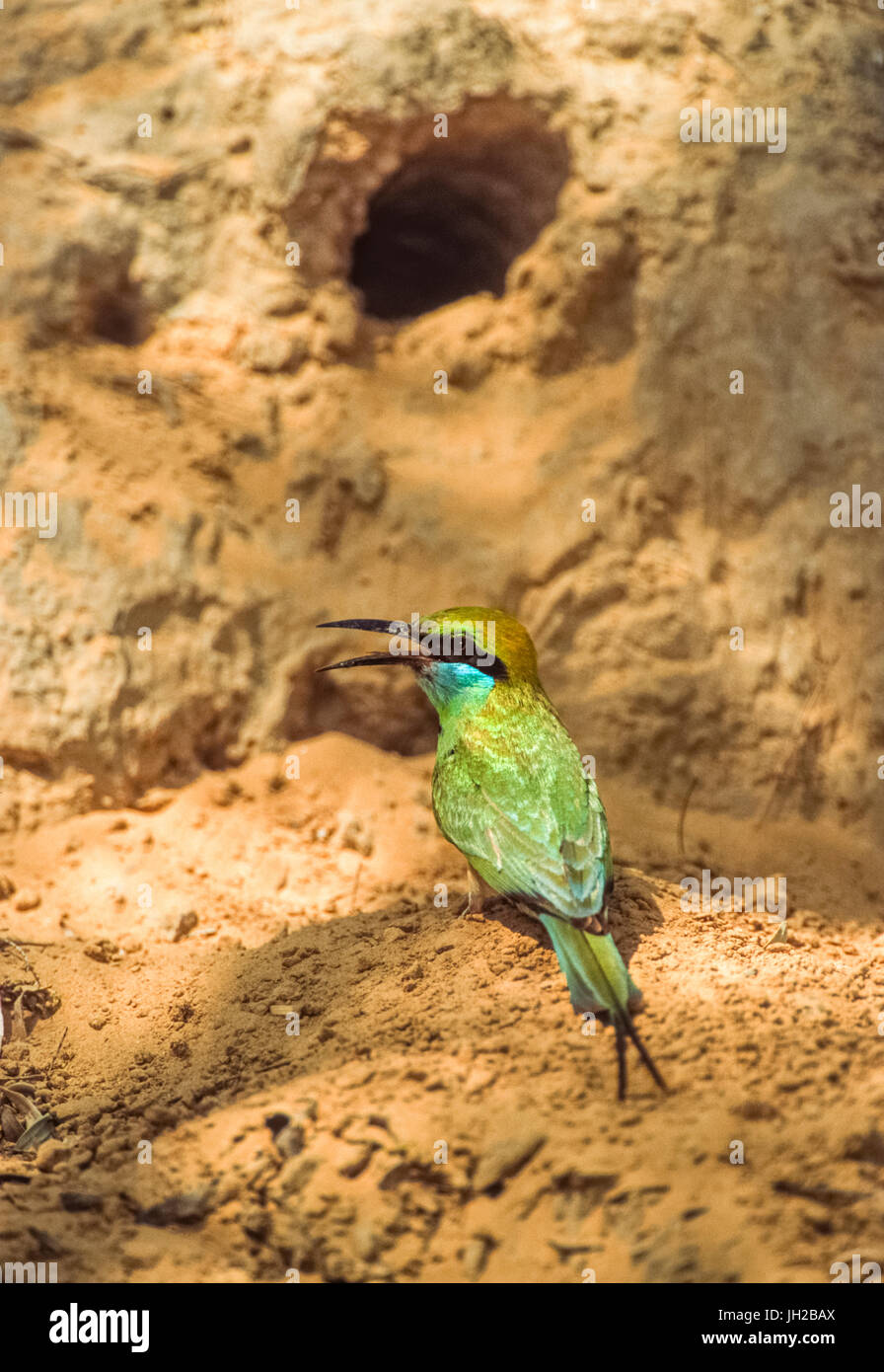 Green Bee-eater oder Kleine grüne Bienenfresser (Merops orientalis), Keoladeo Ghana National Park, Bharatpur, Rajasthan, Indien Stockfoto