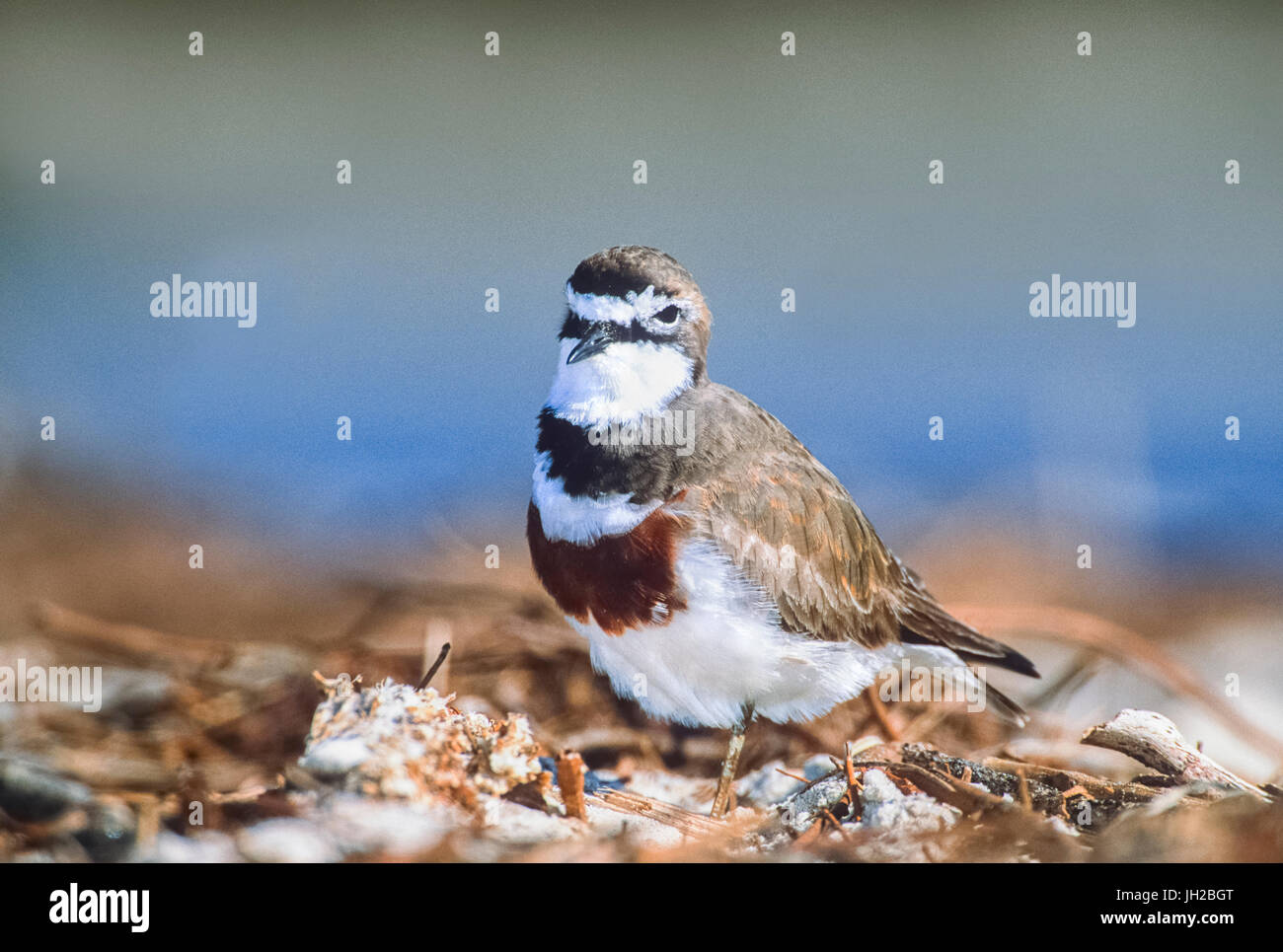 Zucht Double-Banded Plover, (Charadrius bicinctus), Byron Bay, New South Wales, Australien Stockfoto