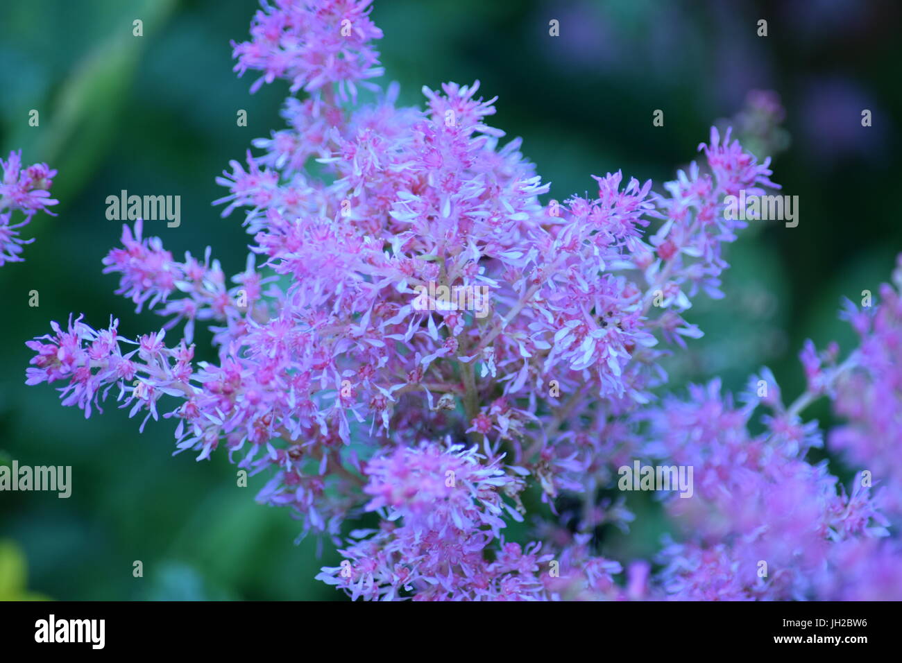 Rosa Astilben Blumen Stockfoto