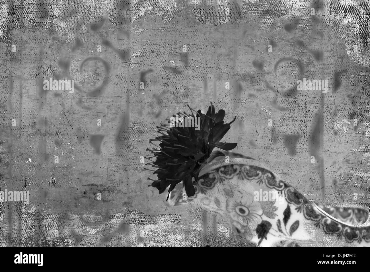 Still Life-Studie von Knautia Macedonica hautnah. Stockfoto