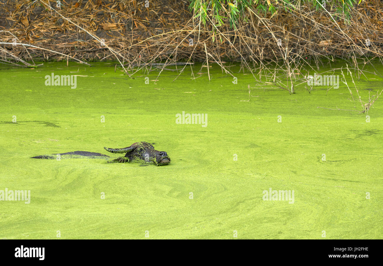 Einen einzigen asiatischen Wasserbüffels Baden eingetaucht in ein helles Grün Algen Teich abgedeckt. Stockfoto