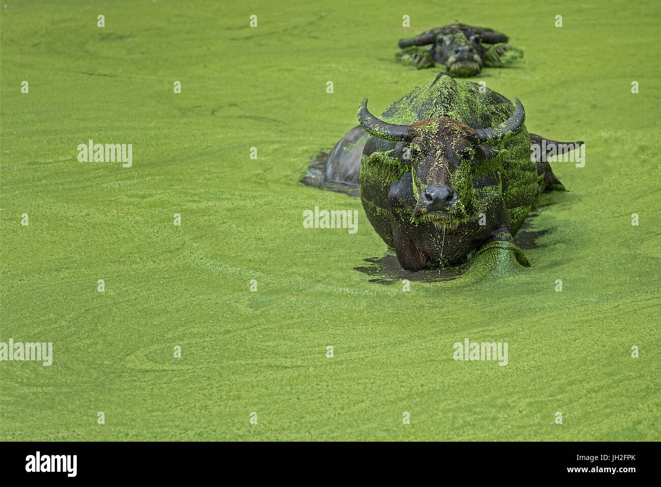 Asiatische Wasserbüffel zu Fuß aus einem hellen Grün Algen bedeckt Teich an der Kamera durch andere folgten. Stockfoto