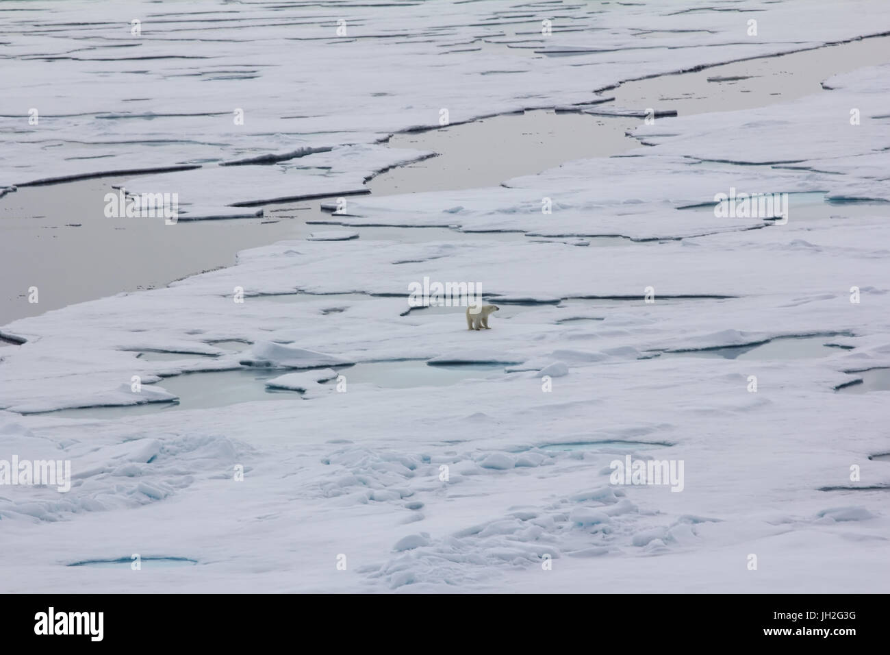 Eisbär in der Nähe von North Pole. Bär geht in weiten der arktischen Ozean Stockfoto