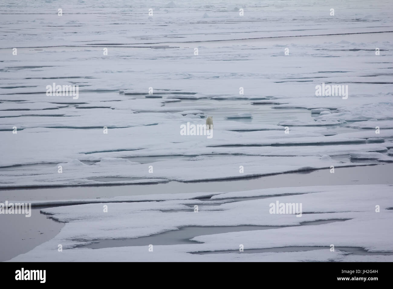 Eisbär in der Nähe von North Pole. Bär geht in weiten der arktischen Ozean Stockfoto