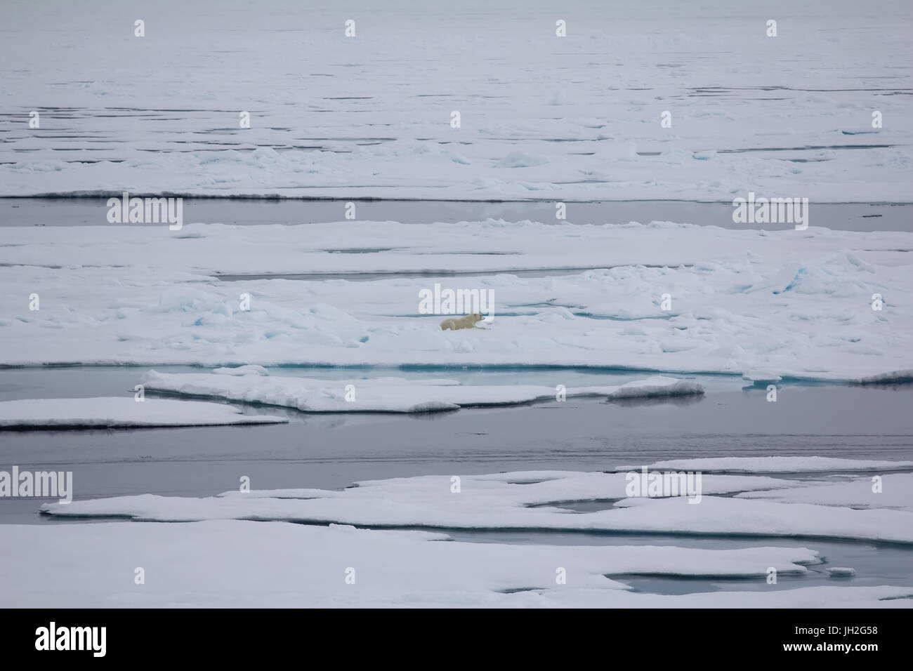 Eisbär in der Nähe von North Pole. Bär geht in weiten der arktischen Ozean Stockfoto