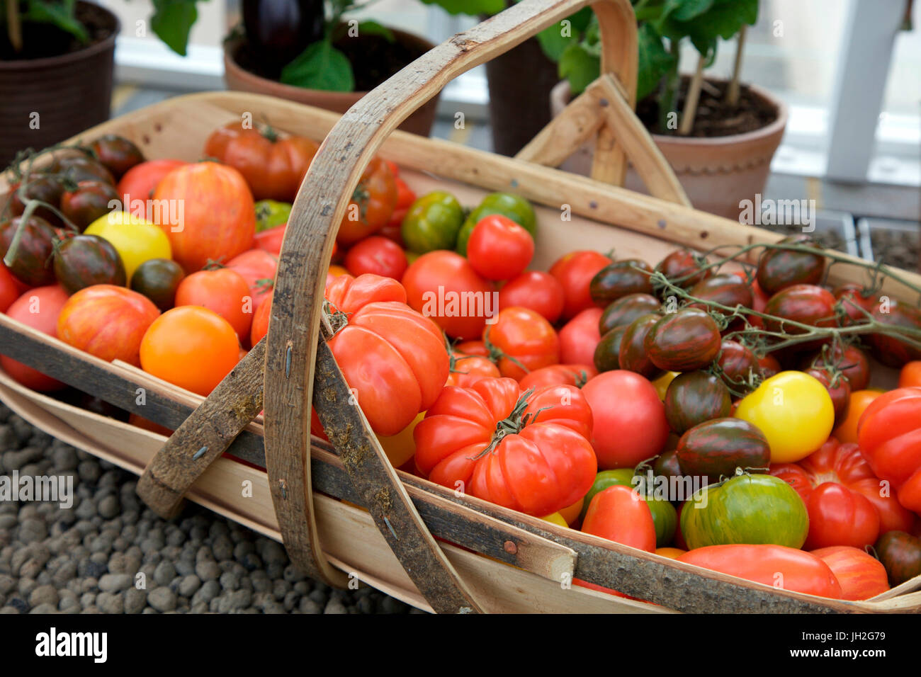 Trug, gefüllt mit verschiedenen Sorten von Tomaten Stockfoto