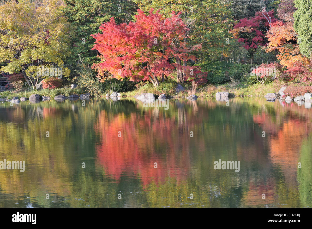 Abstrakte bunte Reflexion des pulsierenden japanischen Ahorn Herbst Blätter auf Teich Wasser in horizontaler Rahmen Stockfoto