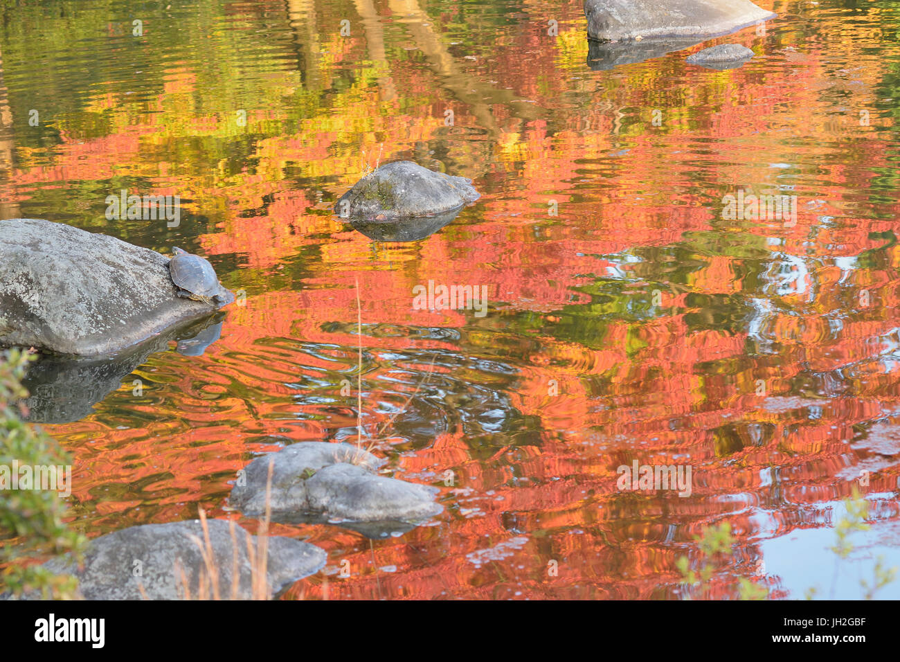 Abstrakte bunte Reflexion des pulsierenden japanischen Ahorn Herbst Blätter auf Teich Wasser in horizontaler Rahmen Stockfoto