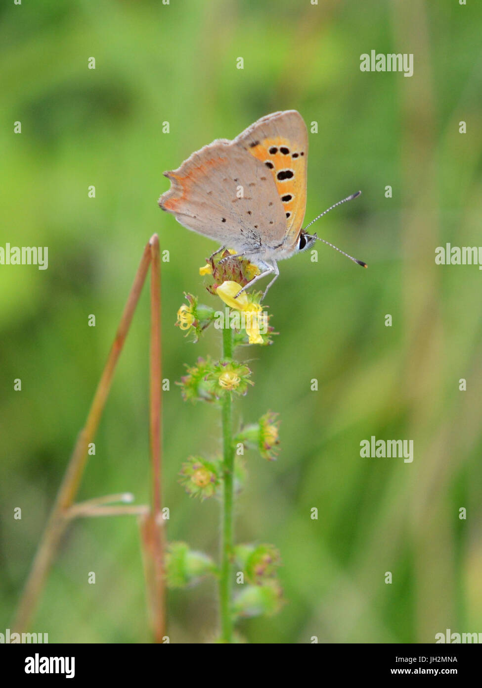 Schmetterlinge auf Colley Hügel, Surrey. Eine kleine Kupfer Schmetterling Lycaena Phlaeas ernährt sich von wilden Blumen auf einer Wiese am Fuße des North Downs bei Colley Hill, Surrey. Mittwoch, 12. Juli 2017. Foto: © Lindsay Constable / Alamy Live News Stockfoto