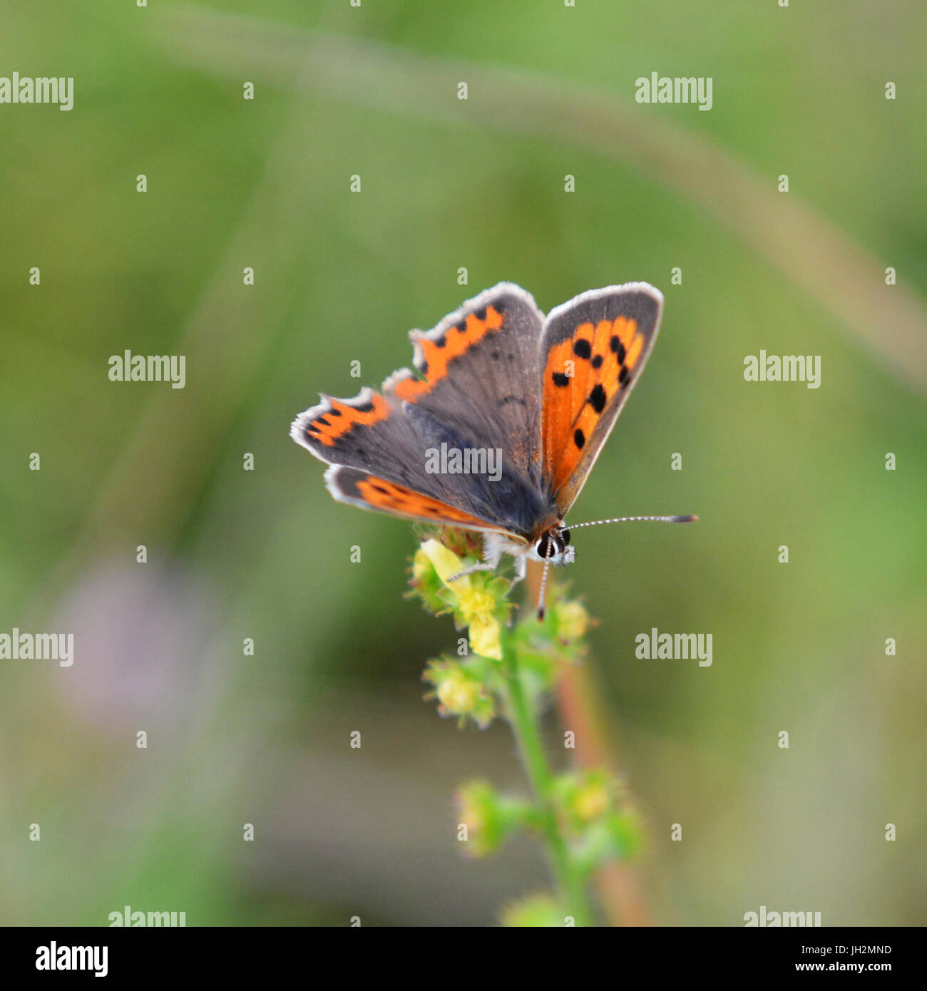 Schmetterlinge auf Colley Hügel, Surrey. Eine kleine Kupfer Schmetterling Lycaena Phlaeas ernährt sich von wilden Blumen auf einer Wiese am Fuße des North Downs bei Colley Hill, Surrey. Mittwoch, 12. Juli 2017. Foto: © Lindsay Constable / Alamy Live News Stockfoto