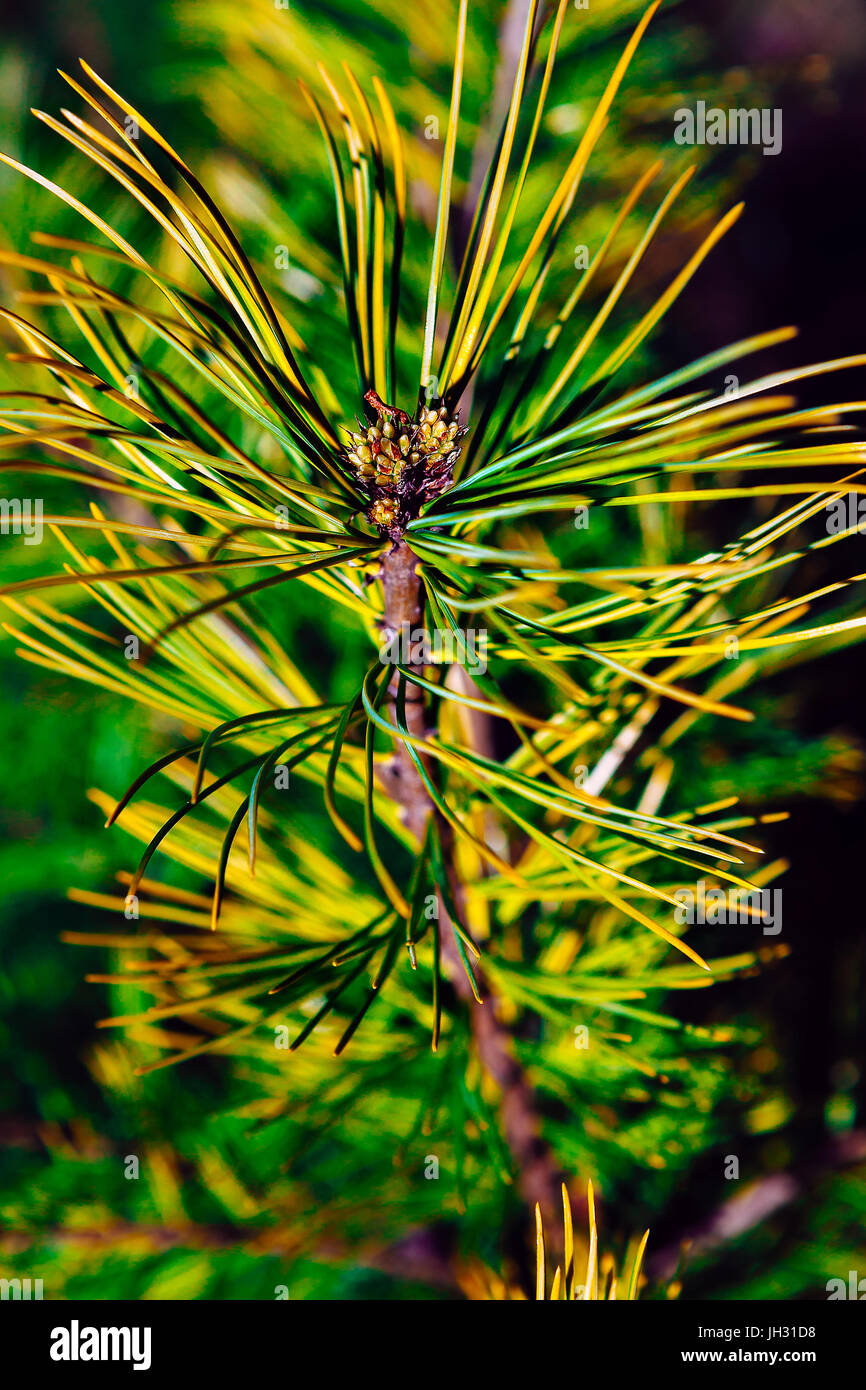 Cedar Zweig Frühling Stockfoto