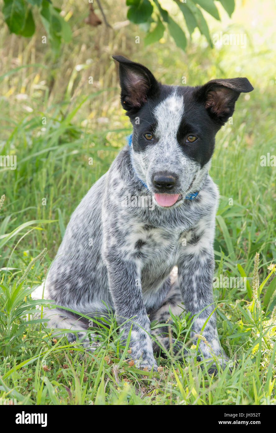 Texas heeler -Fotos und -Bildmaterial in hoher Auflösung – Alamy