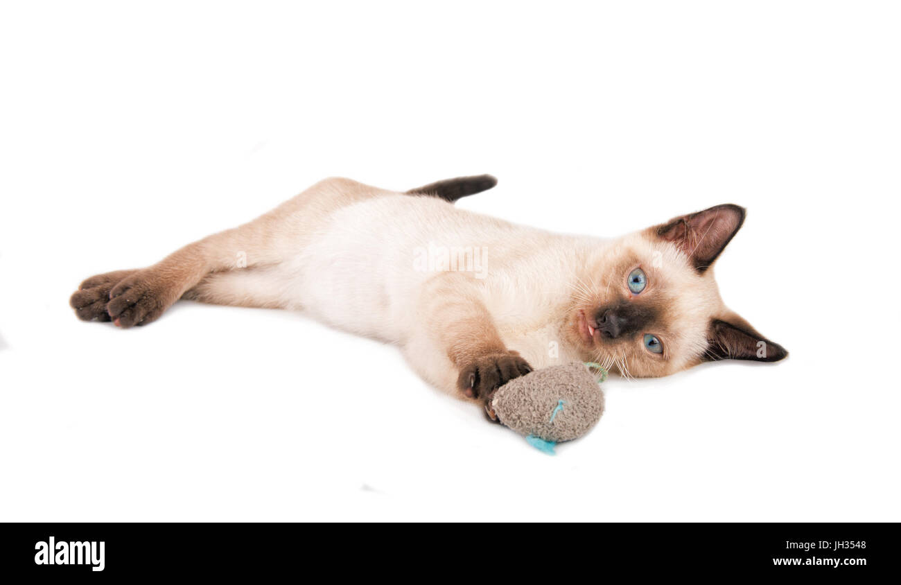 Entzückende siamesische Kätzchen eine Spielzeug-Maus in seine Pfoten, Blick auf den Betrachter zu halten; auf weißem Hintergrund Stockfoto