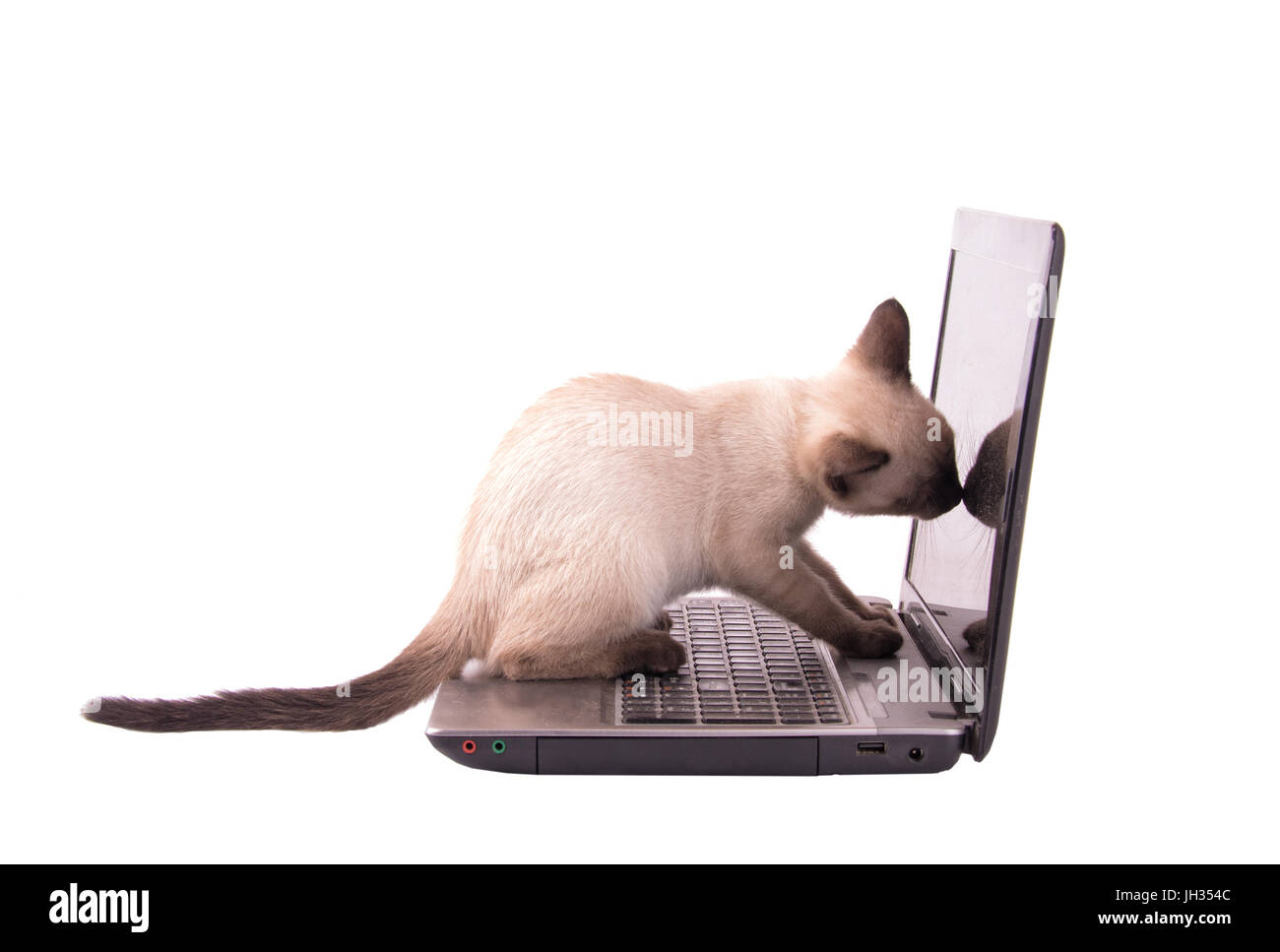 Chocolate Point Siam Kätzchen schnüffeln auf einem Laptop-Bildschirm, isoliert auf weiss Stockfoto