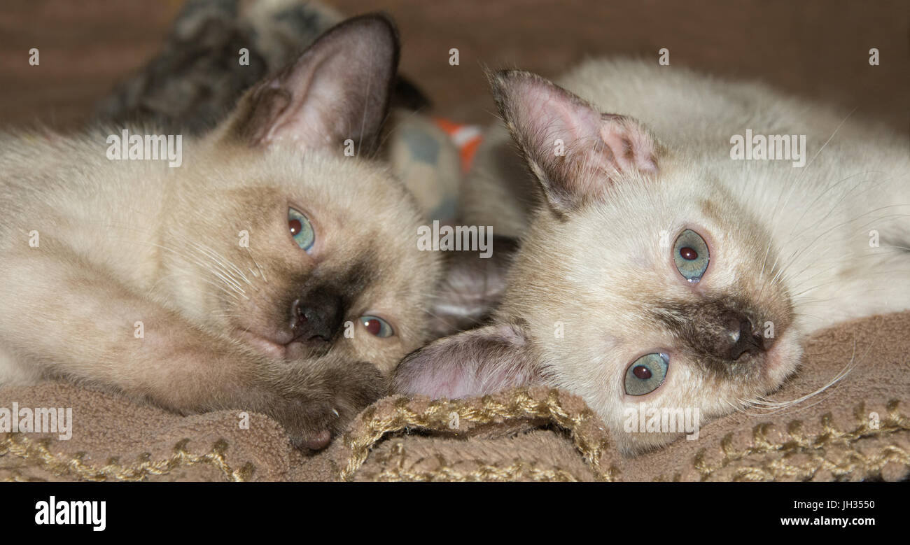 Zwei entzückende siamesische Kätzchen liegend auf ihren Seiten, Blick auf den Betrachter Stockfoto