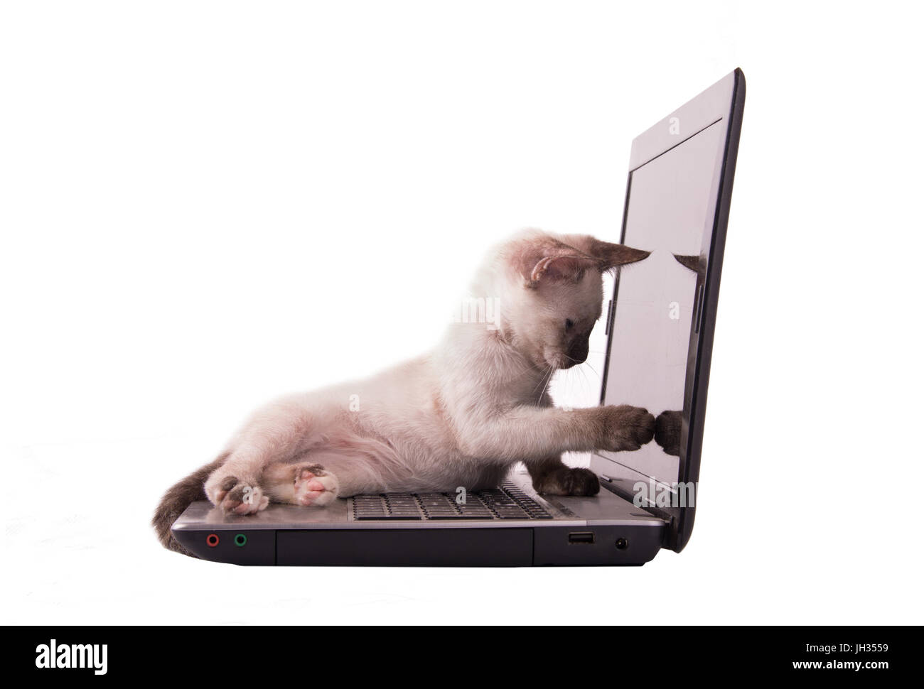Entzückende siamesische Kätzchen zeigt auf dem Bildschirm eines Laptops, isoliert auf weiss Stockfoto
