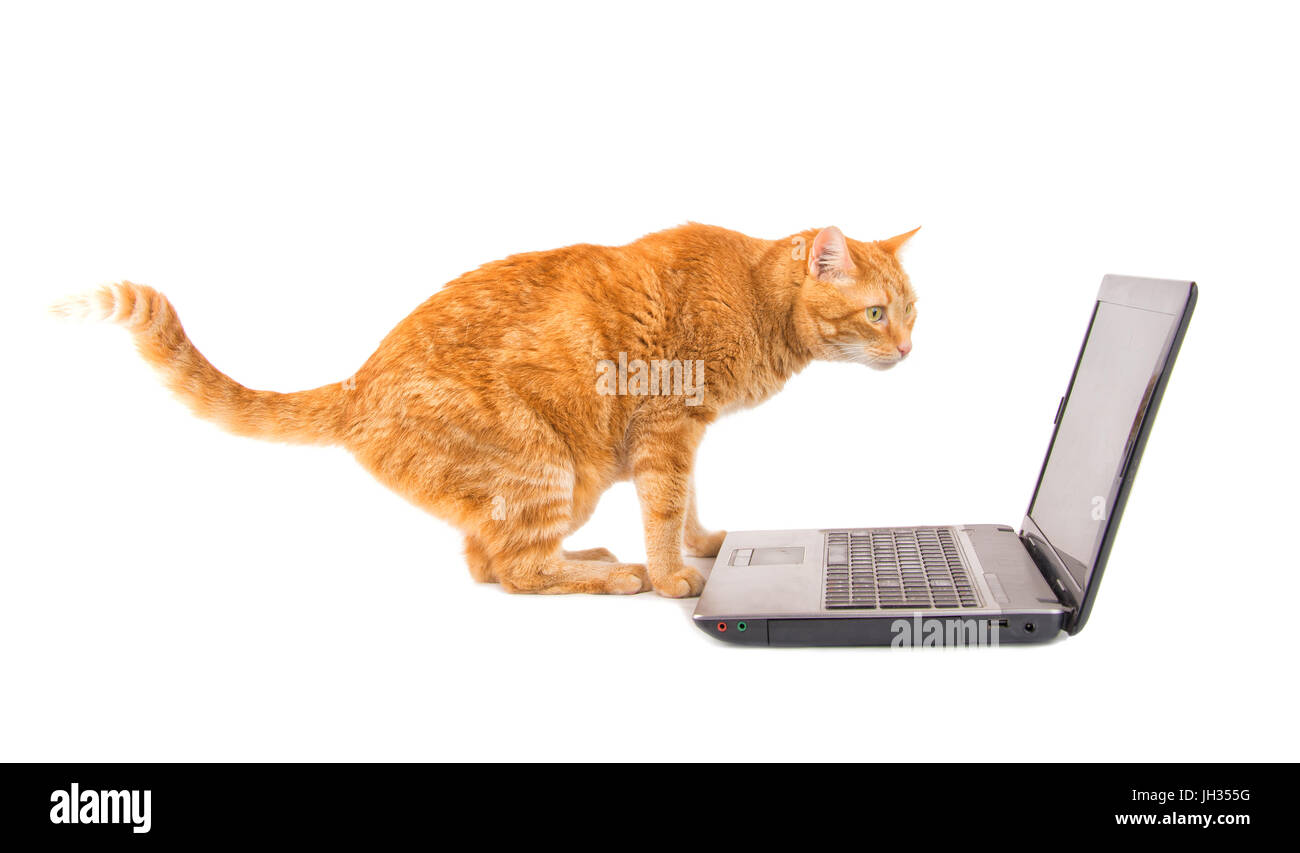 Ingwer-Tabby Katze starrte auf einem Laptop-Bildschirm, auf weißem Hintergrund Stockfoto