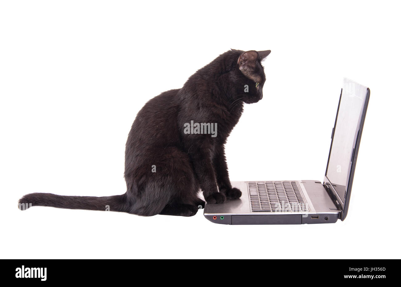 Schwarze Katze, die auf der Suche an einem Laptopbildschirm mit ihren Pfoten auf dem Mauspad, isoliert auf weiss Stockfoto