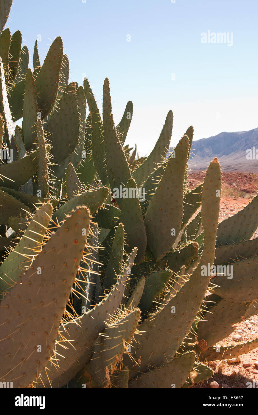 Die Kakteen in der Wüste des Valley of Fire, Nevada, USA. Stockfoto