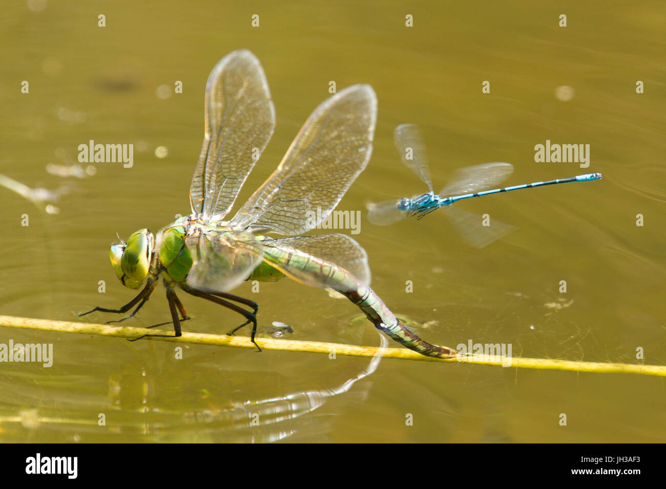 Kaiser Libelle, Anax Imperator. Weiblich, Legeverhalten, Eiablage. Von einer Azure Damselfly, Juli beobachtet. Sussex, UK.  Im Garten Tierwelt Teich. Stockfoto