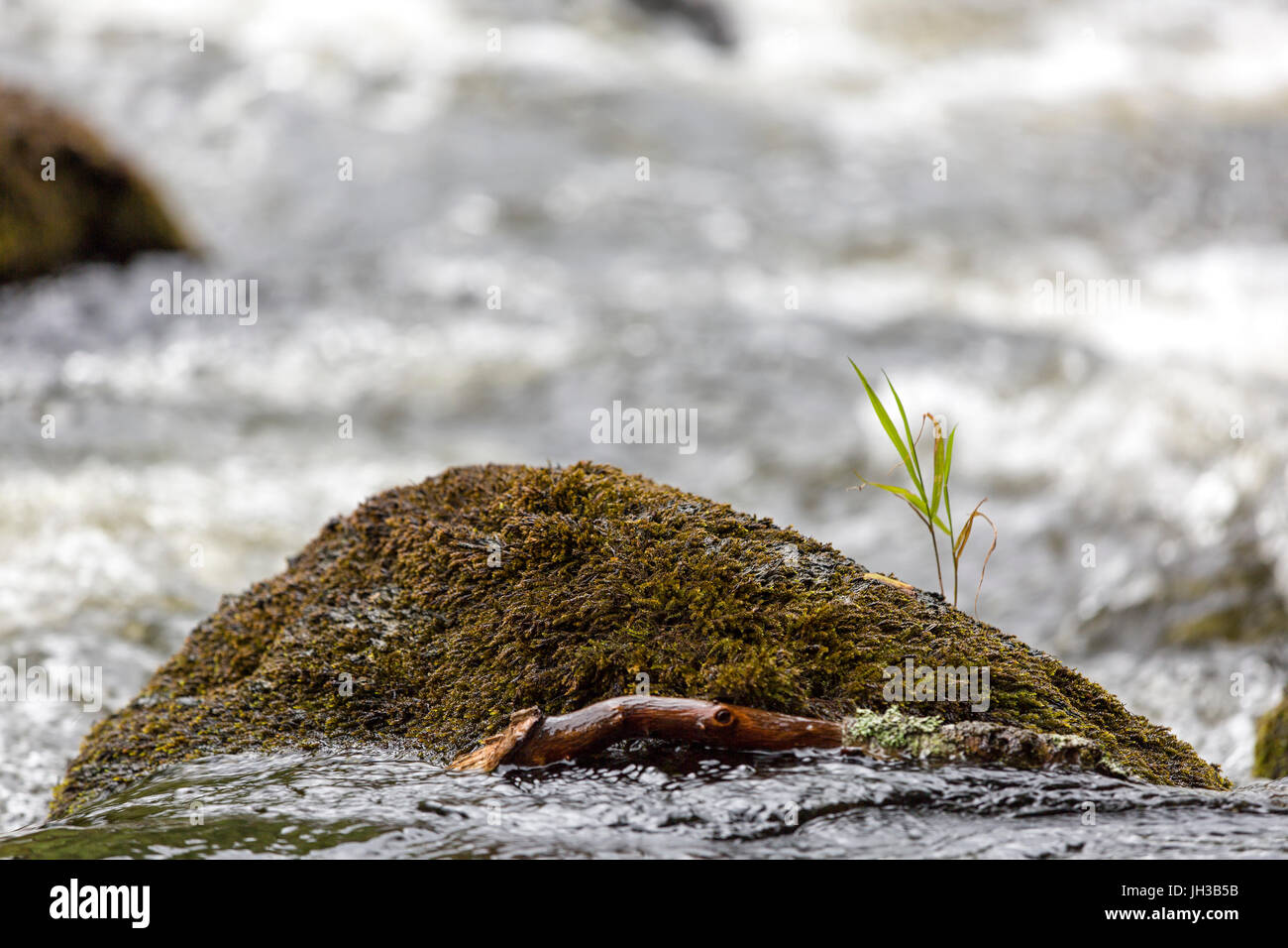 Nahaufnahme von Wasser waschen über Rock mit einem grünen Gras Pflanze in der Mitte des fließenden Fluss Model Release: Nein Property Release: Nein. Stockfoto