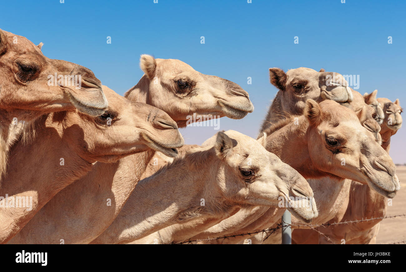 Kamele auf dem Hof Stockfoto
