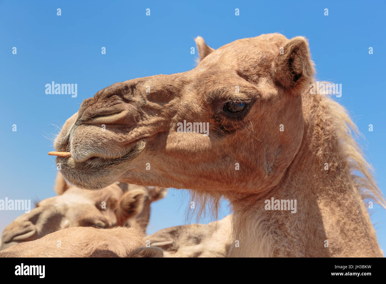 Kamele in der Wüste Stockfoto