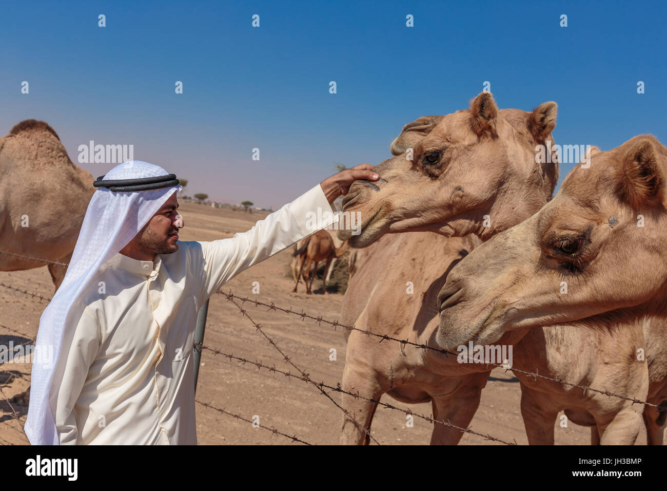 DUBAI, Vereinigte Arabische Emirate-NOVEMBER 12, 2013: Arabische Männer und Kamele auf dem Hof Stockfoto