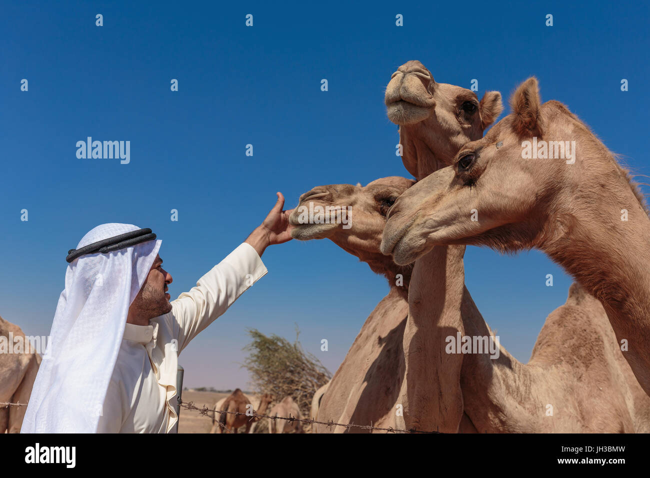 DUBAI, Vereinigte Arabische Emirate-NOVEMBER 12, 2013: Arabische Männer und Kamele auf dem Hof Stockfoto